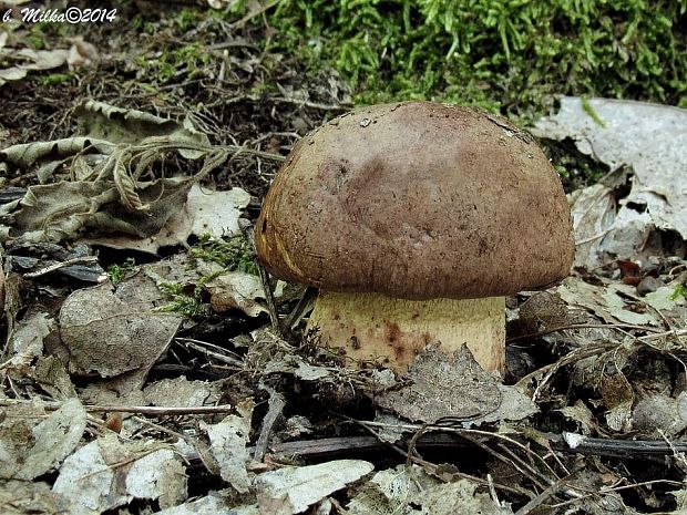 hríb príveskatý Butyriboletus appendiculatus (Schaeff. ex Fr.) Secr.