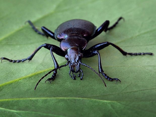 húseničiar hnedý (sk) / krajník hnědý (cz) Calosoma inquisitor Linnaeus, 1758