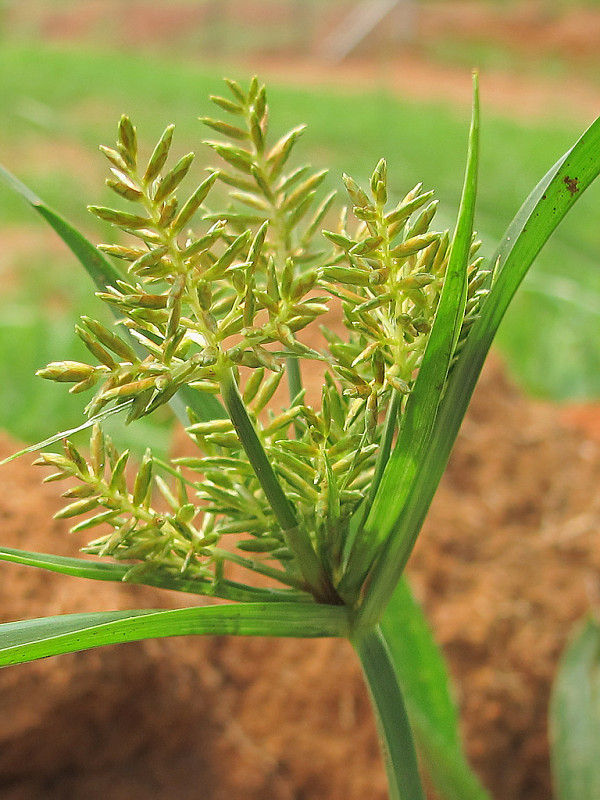 šachorovité Cyperaceae fam.