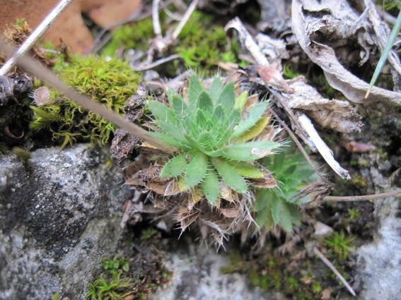 chudôbka drsnoplodá pravá Draba lasiocarpa subsp. lasiocarpa