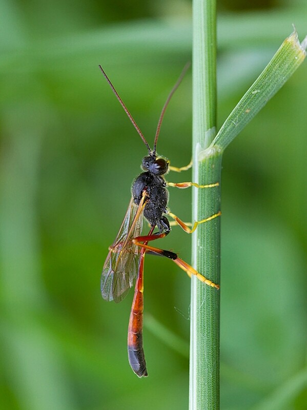 . Erigorgus cf. cerinops