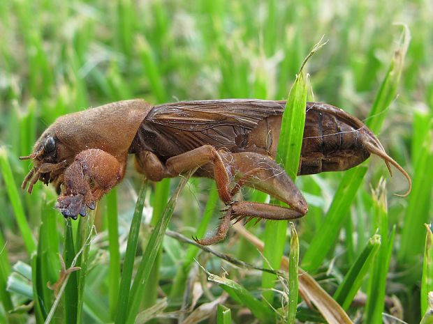 medvedík  Gryllotalpa cf. africana