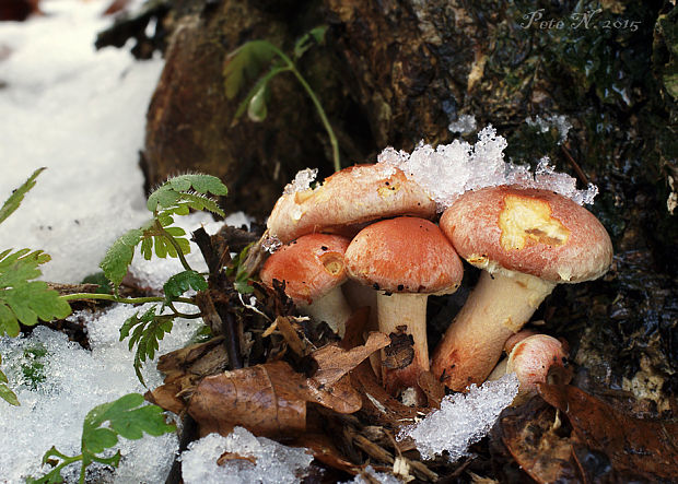 strapcovka tehlovočervená Hypholoma lateritium (Schaeff.) P. Kumm.