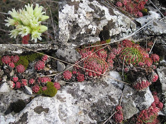 skalničník guľkovitý Jovibarba globifera (L.) J. Parn.