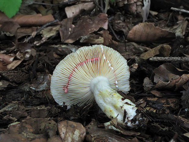 rýdzik ostrý Lactarius acris (Bolton) Gray