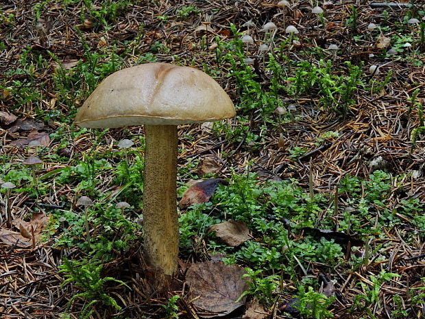 kozák brezový Leccinum scabrum (Bull.) Gray