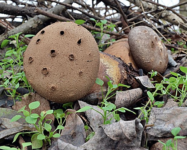 mnohokrčka dierkovaná Myriostoma coliforme (Dicks.) Corda