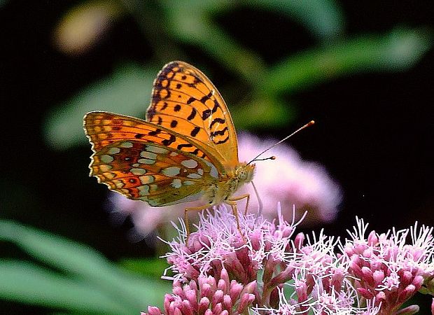 perlovec fialkový Argynnis adippe (Denis & Schiffermüller, 1775)