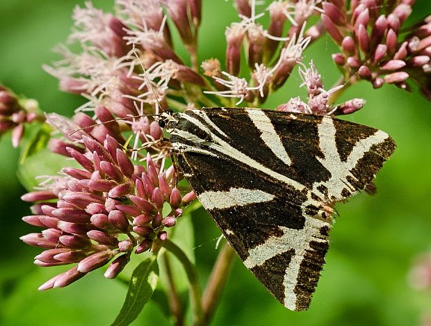 spriadač kostihojový Euplagia quadripunctaria