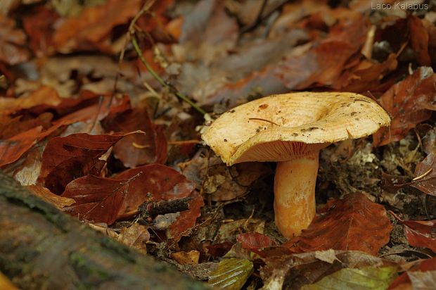 rýdzik Lactarius sp.