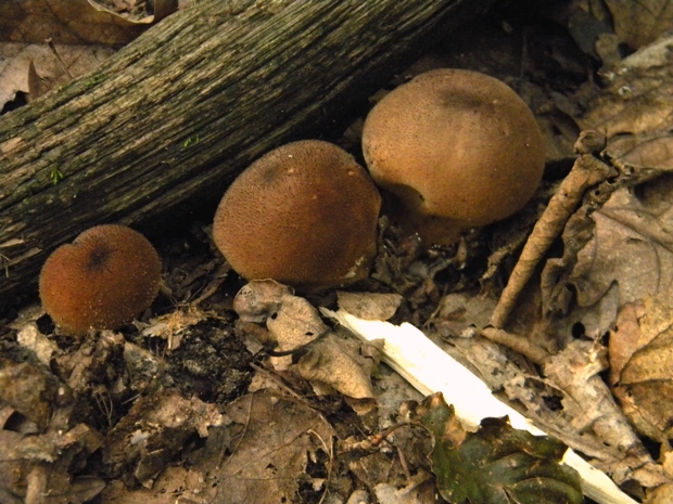 prášnica Lycoperdon sp.