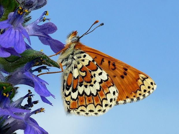 hnedáčik mriežkovaný (sk) / hnědásek kostkovaný (cz) Melitaea cinxia Linnaeus, 1758