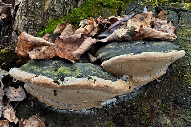 ohňovec obyčajný Phellinus igniarius (L.) Quél.