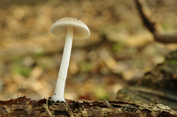 drobuľka Psathyrella sp.