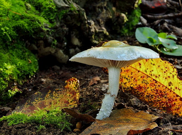 golierovka zelenomodrá Stropharia caerulea Kreisel