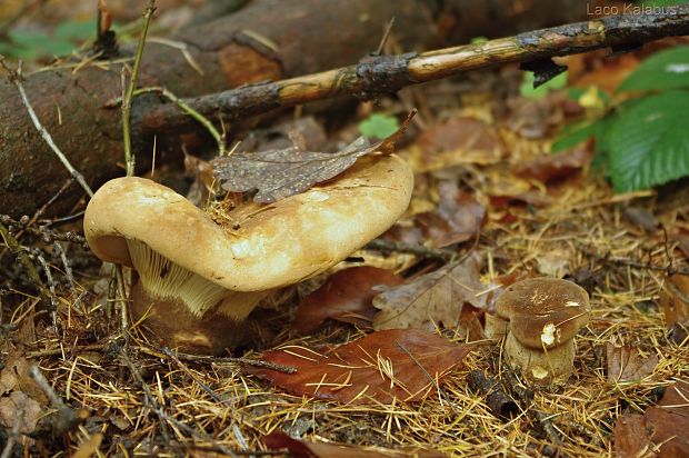 čechračka tmavohlúbiková Tapinella atrotomentosa (Batsch) Šutara