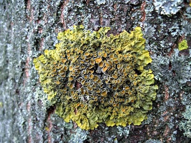 diskovník múrový Xanthoria parietina var. parietina