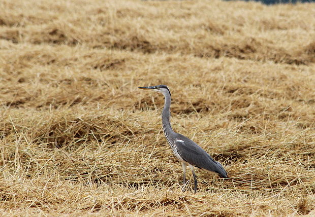 volavka popolavá Ardea cinerea