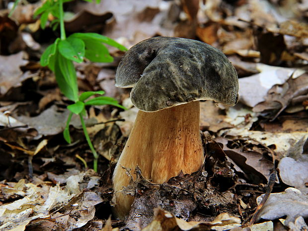 hríb bronzový Boletus aereus Bull. ex Fr.