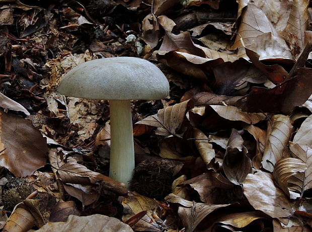 povraznica širokolupeňová Megacollybia platyphylla (Pers.) Kotl. & Pouzar