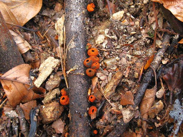 pakorienkovka čierna Plectania melastoma (Sowerby) Fuckel