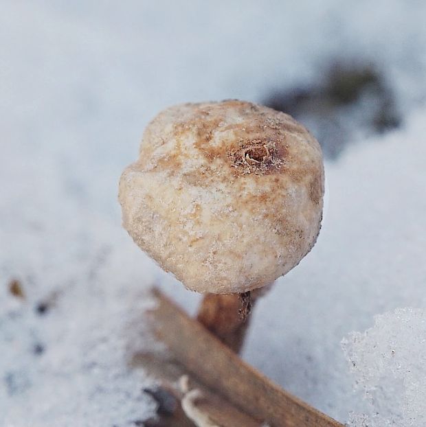 stopkovec zimný Tulostoma brumale Pers.