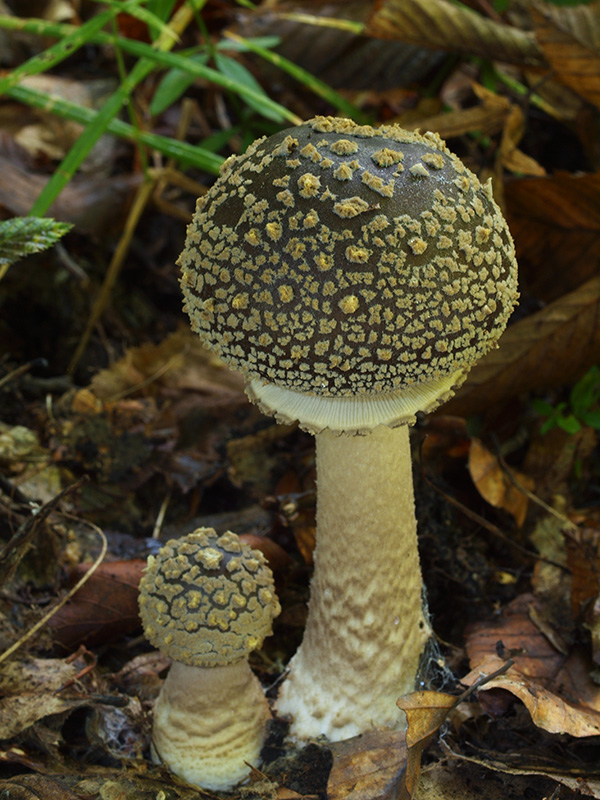 muchotrávka olivovohnedastá Amanita franchetii (Boud.) Fayod