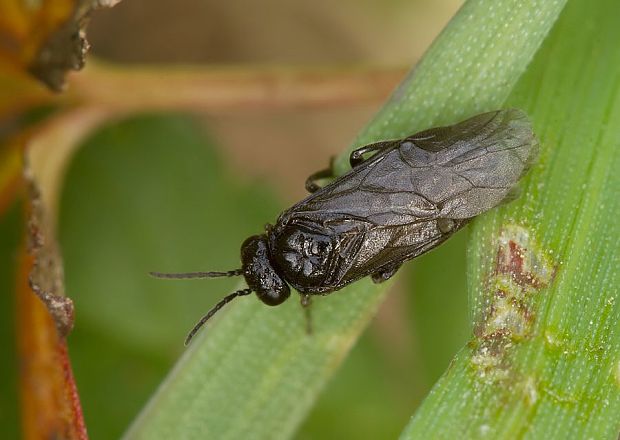 piliarka Dolerus sp.