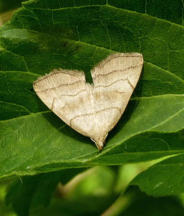 pamora černicová Herminia tarsicrinalis