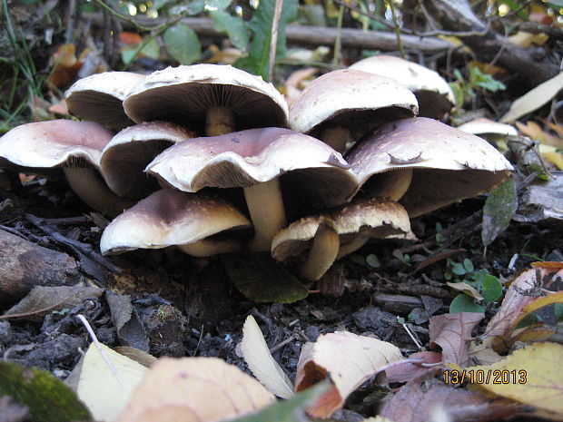 strapcovka Hypholoma sp.