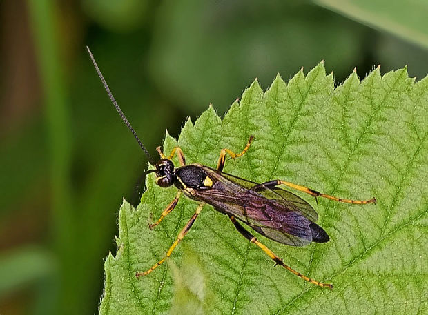 lumčík Ichneumon bucculentus ♂