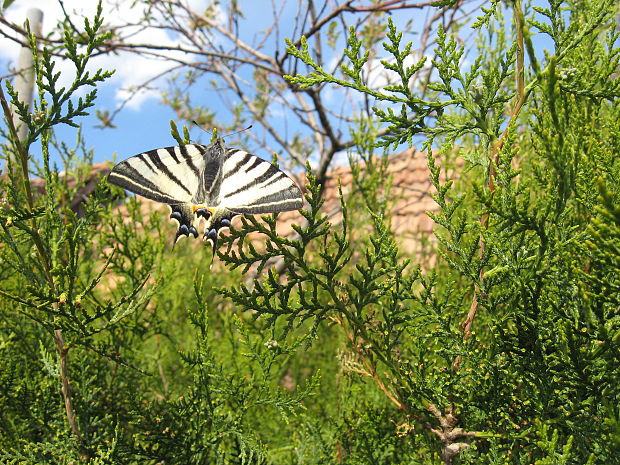 vidlochvost ovocný Iphiclides podalirius