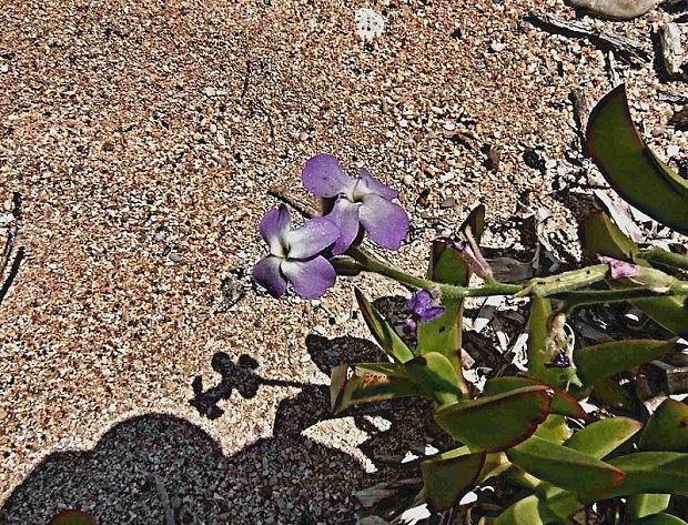 fiala trojrohá Matthiola tricuspidata (L.) R. Br.