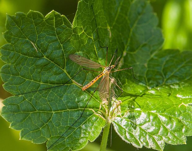 tipuľa Nephrotoma appendiculata