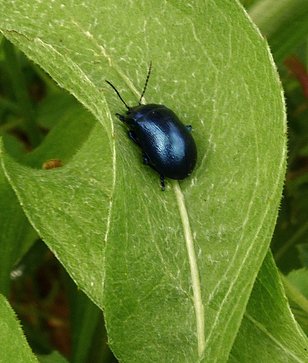 mandelinka Oreina sp.