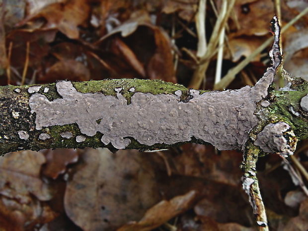 kornatka dubová Peniophora quercina (Pers.) Cooke