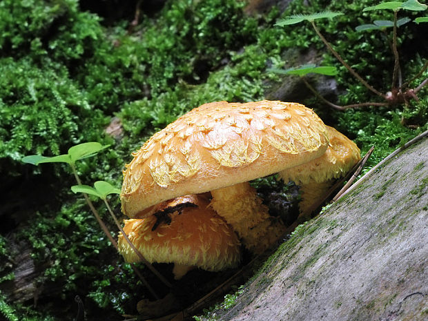 šupinovka ohnivá Pholiota flammans (Batsch) P. Kumm.