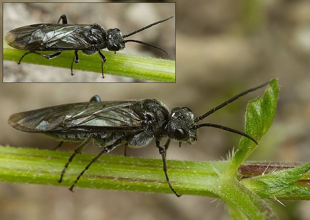 piliarka kokoríková Phymatocera cf.aterrima