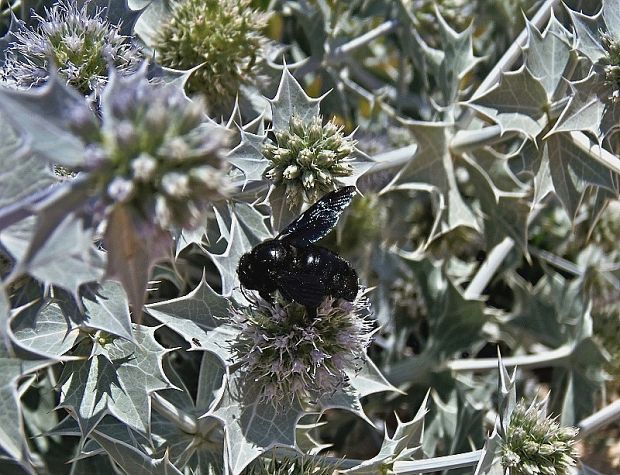 drevár fialový Xylocopa violacea