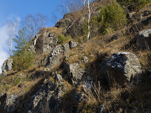 Biotop stopkovca zimného