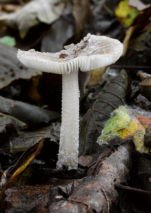 muchotrávka jelšová Amanita friabilis (P. Karst.) Bas