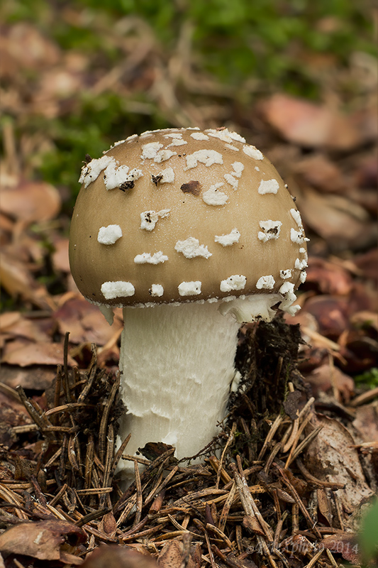 muchotrávka tigrovaná Amanita pantherina (DC.) Krombh.