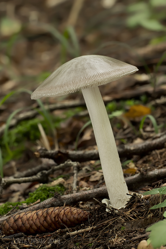 muchotrávka pošvatá Amanita vaginata (Bull.) Lam.