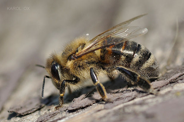 včela medonosná  Apis mellifera