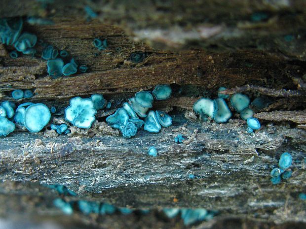 zelenica Chlorociboria sp.