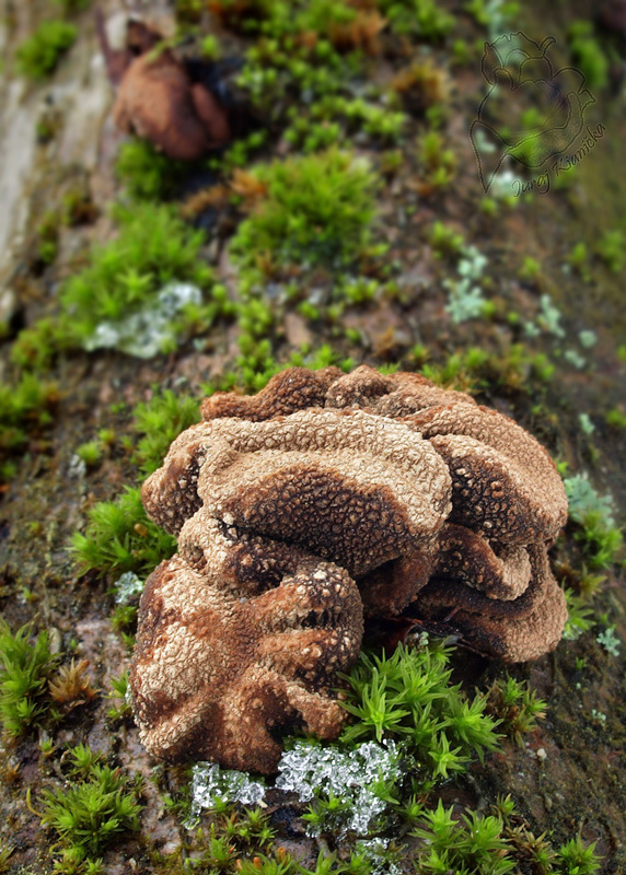 dutinovka otrubnatá Encoelia furfuracea (Roth) P. Karst.