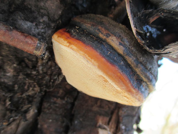 práchnovček pásikavý Fomitopsis pinicola (Sw.) P. Karst.