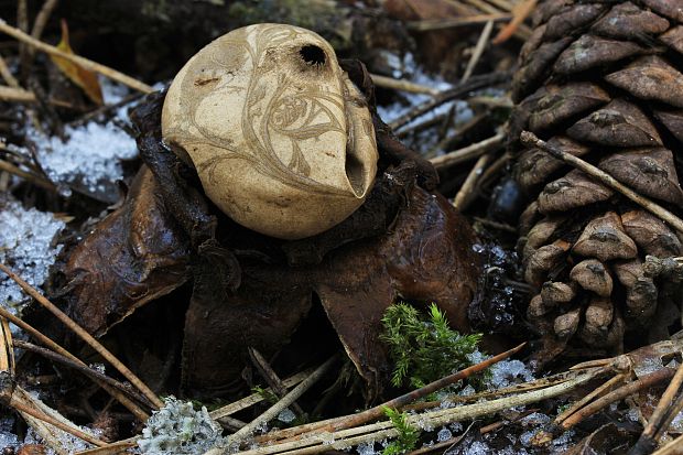 hviezdovka trojitá Geastrum triplex Jungh.