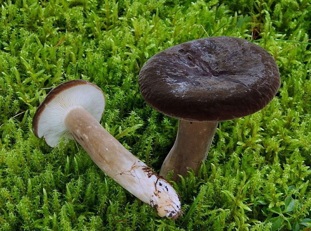 rýdzik sadzový Lactarius picinus Fr.