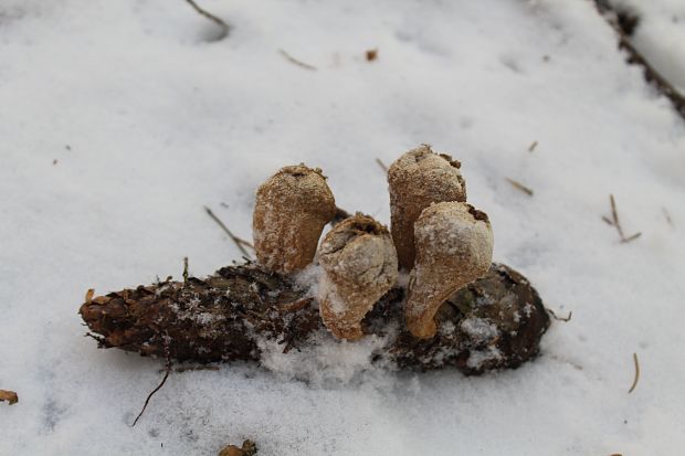 prášnica bradavičnatá Lycoperdon perlatum Pers.